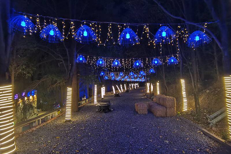 Tree Lighting